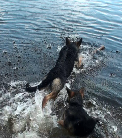 Lady plonge dans la rivière avec Roxi, sa fille, chiot femelle 