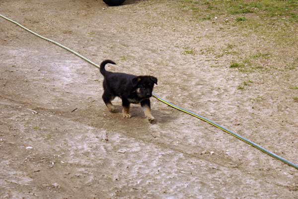 Chiots berger allemand 15 Avril 