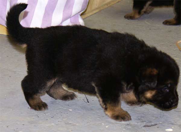 Chiots Berger Allemand 24 jours vie Pure Race a vendre