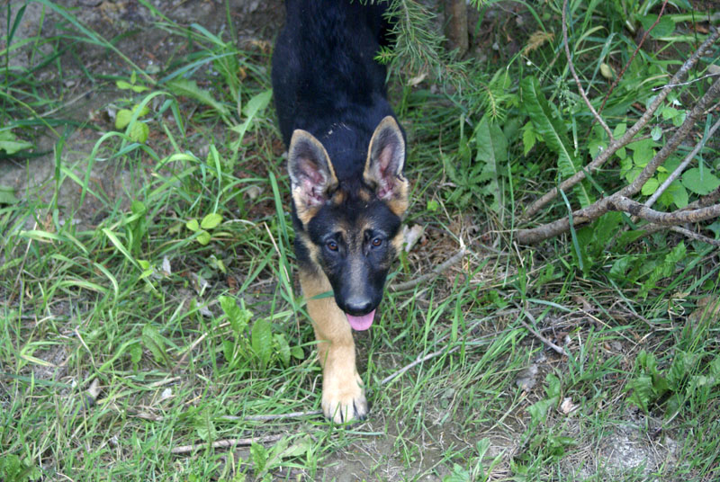 Roxy, Superbe chiot Femelle Berger Allemand de notre élevage