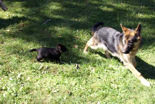 Chiot septembre 2010 et Roxy