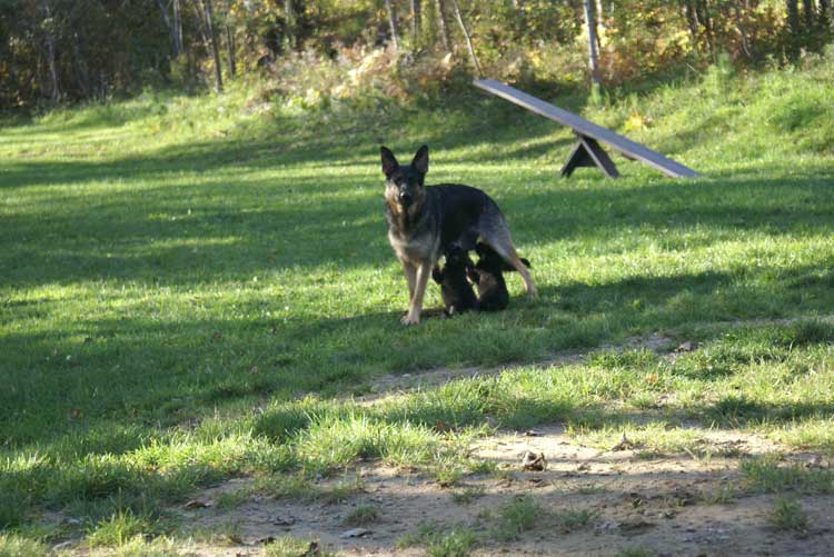 Chiots berger allemand - Sortie du 3 octobre 2010