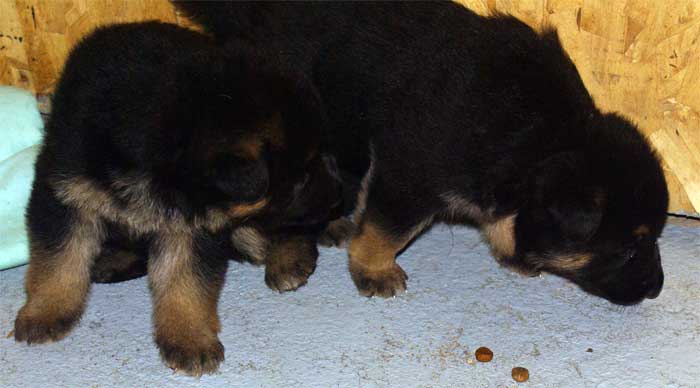 Les chiots Berger Allemand 29 sept 2010