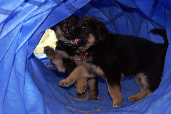 Chiots berger allemand en action