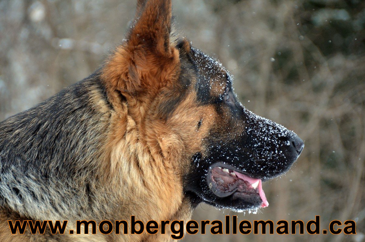 Baru Berger allemand Male - Hivers 2012