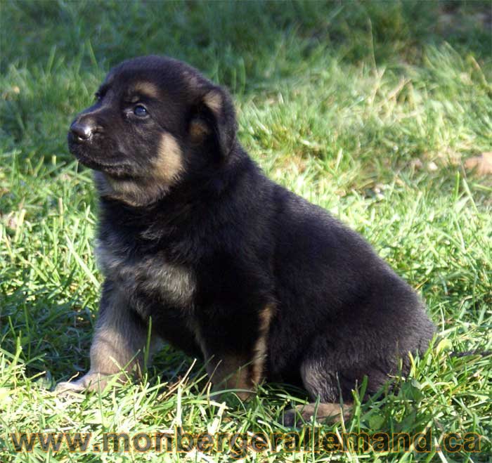 Chiots berger allemand 2010