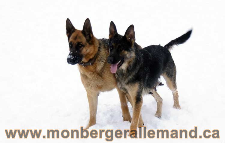 Nos Berger Allemand - 27 Novembre 2010 Première neige !