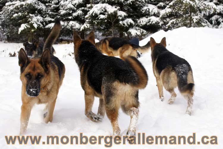 Nos Berger Allemand - 27 Novembre 2010 Première neige !