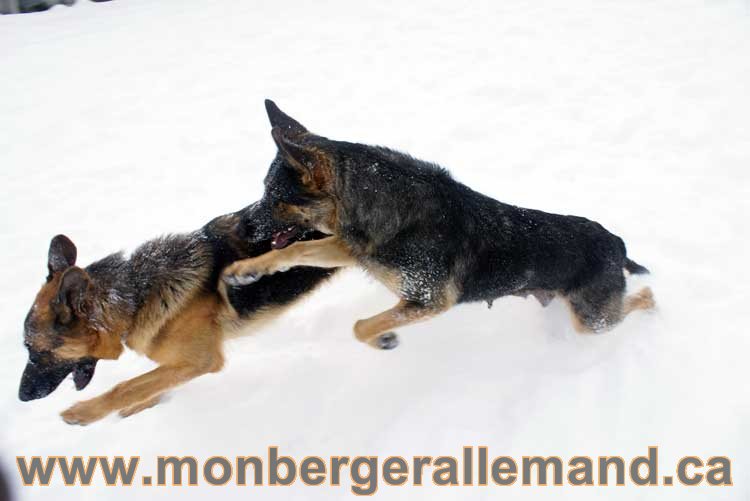 Nos Berger Allemand - 27 Novembre 2010 Première neige !