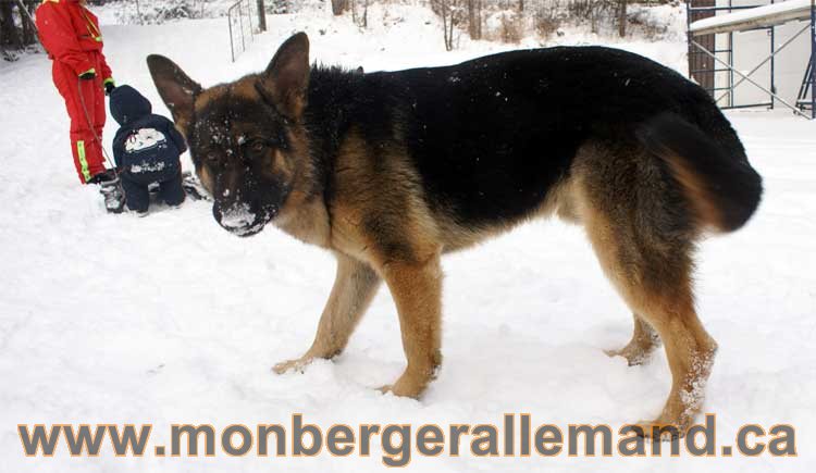 Nos Berger Allemand - 27 Novembre 2010 Première neige !