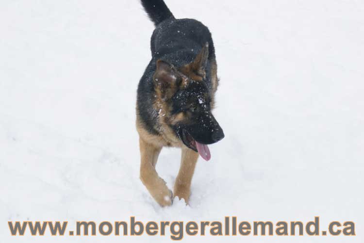 Nos Berger Allemand - 27 Novembre 2010 Première neige !