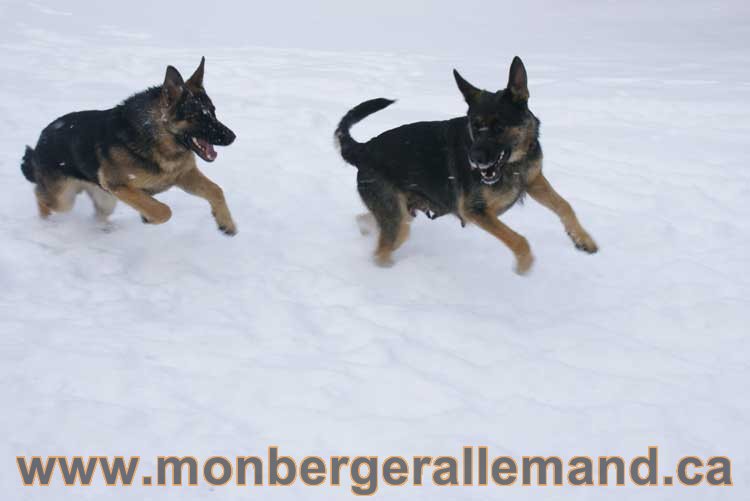 Nos Berger Allemand - 27 Novembre 2010 Première neige !