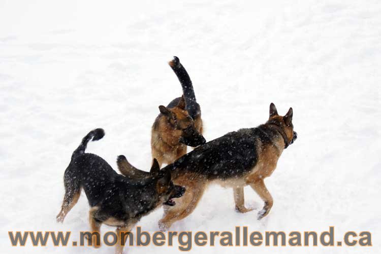 Nos Berger Allemand - 27 Novembre 2010 Première neige !