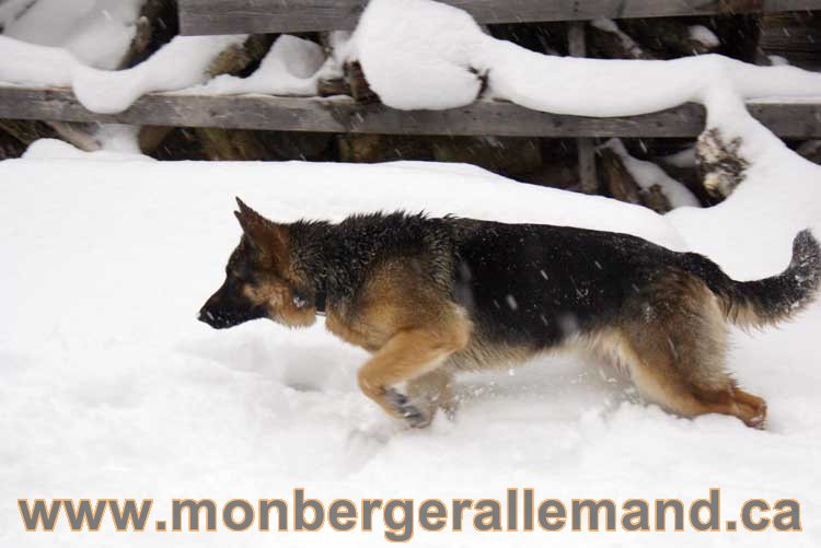 Roxy - Les chiens dans la neige - Nos Berger allemand - Quebec montreal gatineau ottawa german Shepherd