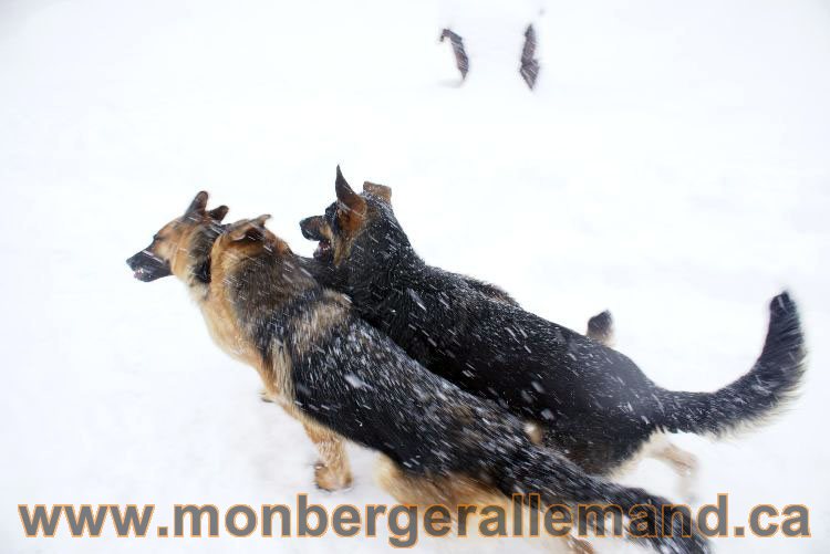 Nos Berger allemand - Mars 2011 Grosse tempete de neige