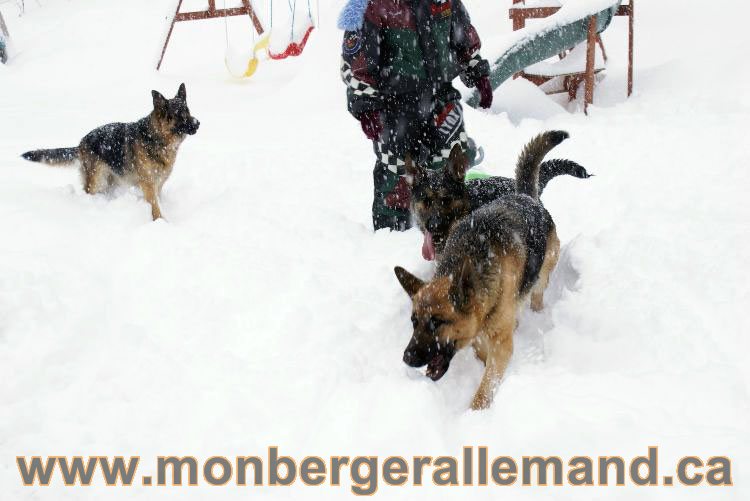 Nos Berger allemand - Mars 2011 Grosse tempete de neige