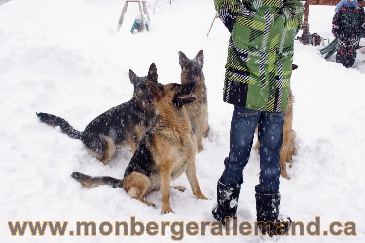 Nos Berger allemand - Mars 2011 Grosse tempete de neige