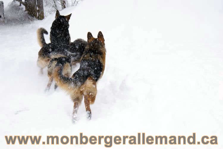 Nos Berger allemand - Mars 2011 Grosse tempete de neige