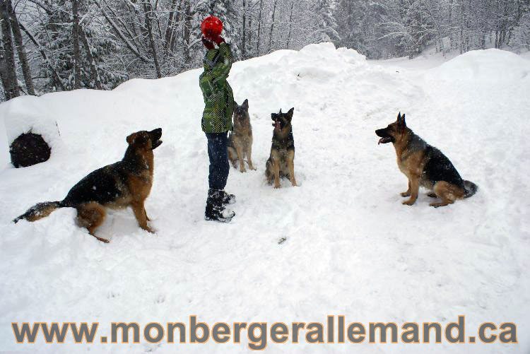 Nos Berger allemand - Mars 2011 Grosse tempete de neige