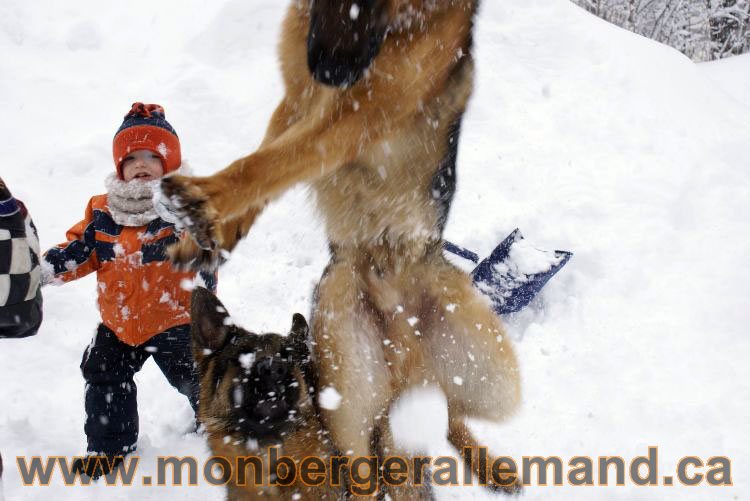 Nos Berger allemand - Mars 2011 Grosse tempete de neige