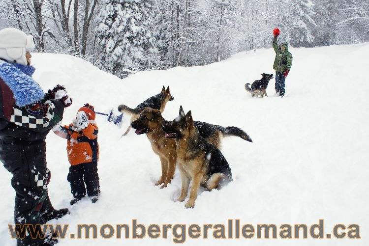 Nos Berger allemand - Mars 2011 Grosse tempete de neige