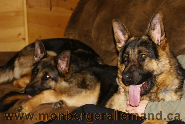 Nos berger allemand Mars 2011