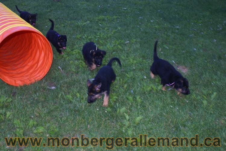 Photos de nos chiots berger allemands 21 juin 2011