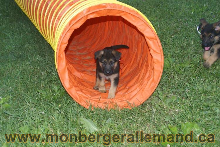 Photos de nos chiots berger allemands 21 juin 2011