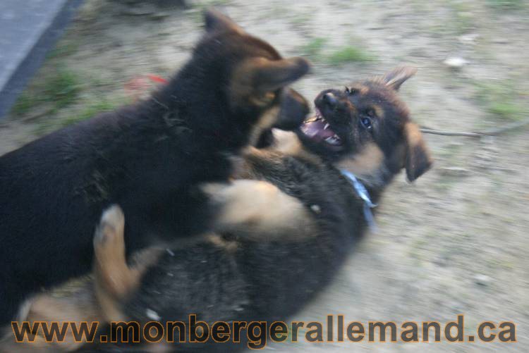 Photos de nos chiots berger allemands 21 juin 2011