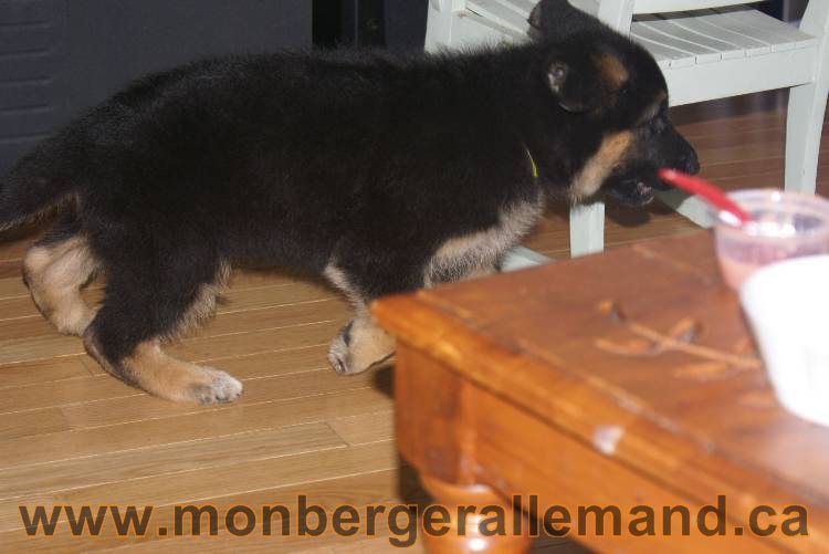 Chiots Berger allemand qui vont nous quitter... !!! Bonne chance mes bébés !!