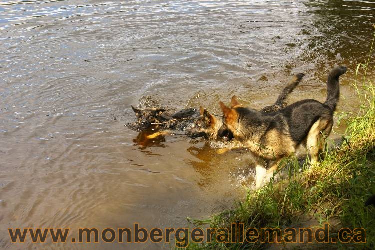 Des chiots berger Allemand très spécial !