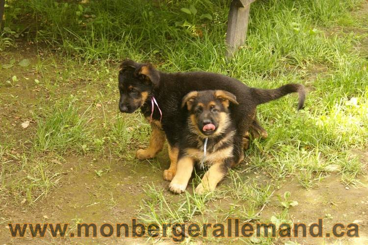 Des chiots berger Allemand très spécial !