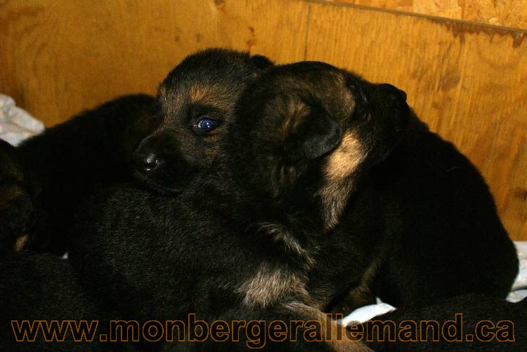 Chiots Berger allemand - De chiots très spécial !