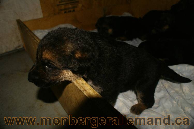 Chiots Berger allemand - De chiots très spécial !