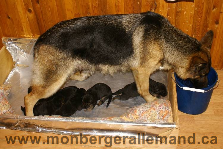 Chiots Berger allemand - De chiots très spécial !