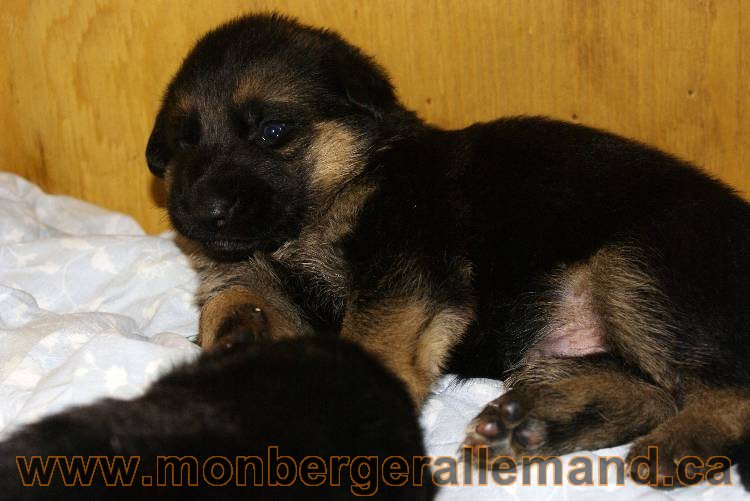 Chiots Berger allemand - De chiots très spécial !