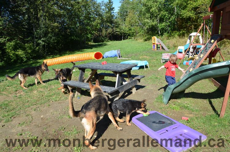 Chiots et Chien berger allemand de grnde lignées - Outaouais Laurentides 26 Aout 2011