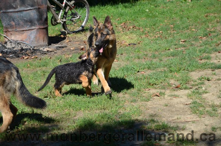 Chiots et Chien berger allemand de grnde lignées - Outaouais Laurentides 26 Aout 2011