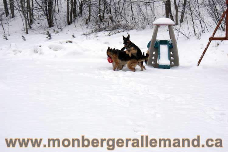 Nos chiens berger allemand - Chiot Berger Allemand a vendre regulierement - Québec, Canada , Montreal , gatineau sherbrooke, mirabel, lanaudière, laurentides, estrie et plus.