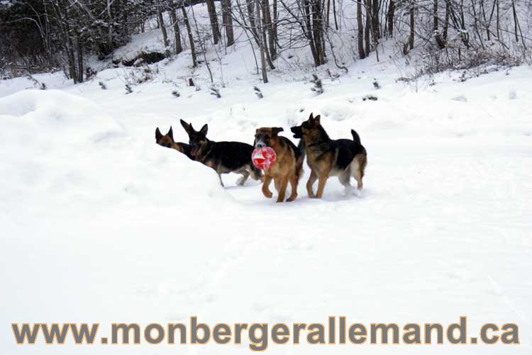 Nos chiens berger allemand - Chiot Berger Allemand a vendre regulierement - Québec, Canada , Montreal , gatineau sherbrooke, mirabel, lanaudière, laurentides, estrie et plus.