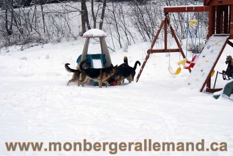 Nos chiens berger allemand - Chiot Berger Allemand a vendre regulierement - Québec, Canada , Montreal , gatineau sherbrooke, mirabel, lanaudière, laurentides, estrie et plus.