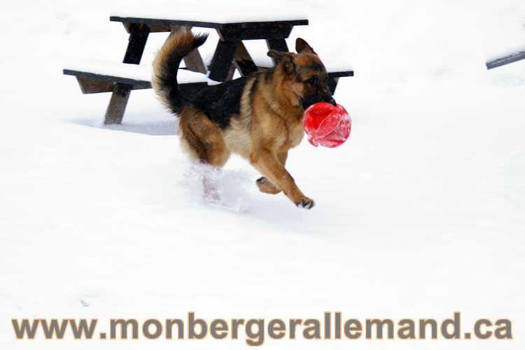 Nos chiens berger allemand - Chiot Berger Allemand a vendre regulierement - Québec, Canada , Montreal , gatineau sherbrooke, mirabel, lanaudière, laurentides, estrie et plus.