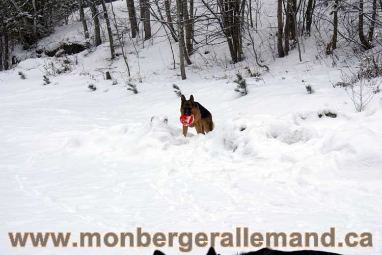 Nos chiens berger allemand - Chiot Berger Allemand a vendre regulierement - Québec, Canada , Montreal , gatineau sherbrooke, mirabel, lanaudière, laurentides, estrie et plus.