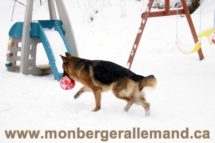 Chiot Berger Allemand a vendre regulierement - Québec, Canada , Montreal , gatineau sherbrooke, mirabel, lanaudière, laurentides, estrie et plus.