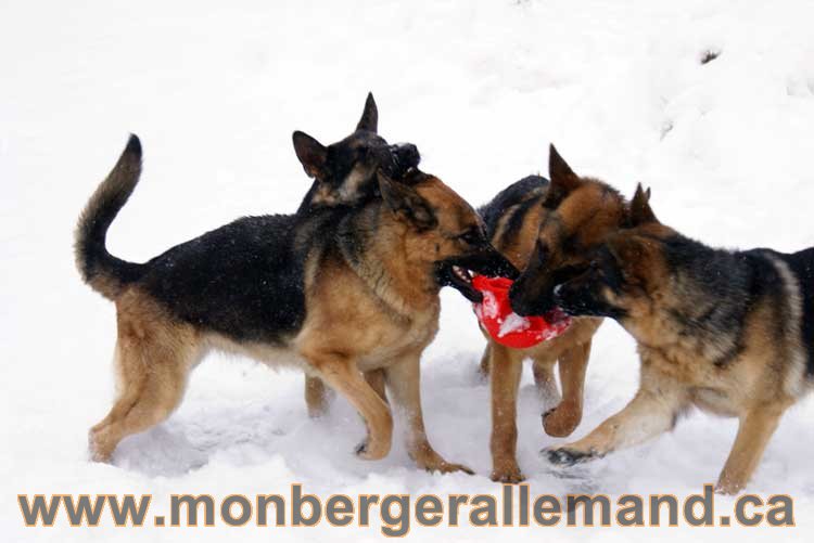 Chiot Berger Allemand a vendre regulierement - Québec, Canada , Montreal , gatineau sherbrooke, mirabel, lanaudière, laurentides, estrie et plus.