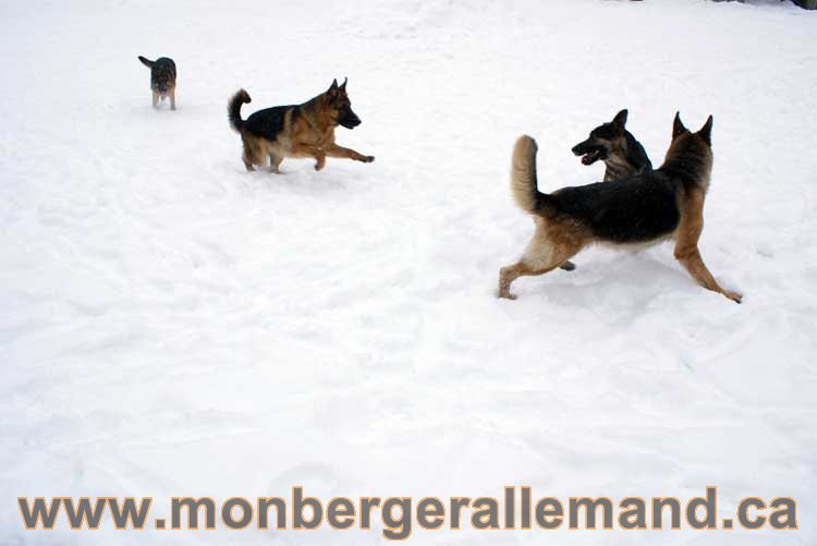 Chiot Berger Allemand a vendre regulierement - Québec, Canada , Montreal , gatineau sherbrooke, mirabel, lanaudière, laurentides, estrie et plus.