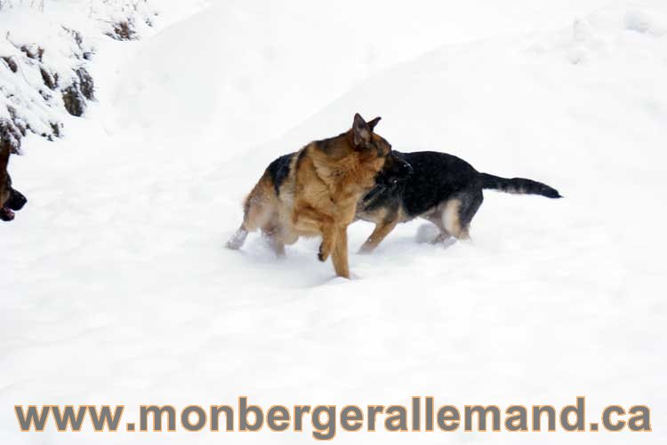 Chiot Berger Allemand a vendre regulierement - Québec, Canada , Montreal , gatineau sherbrooke, mirabel, lanaudière, laurentides, estrie et plus.