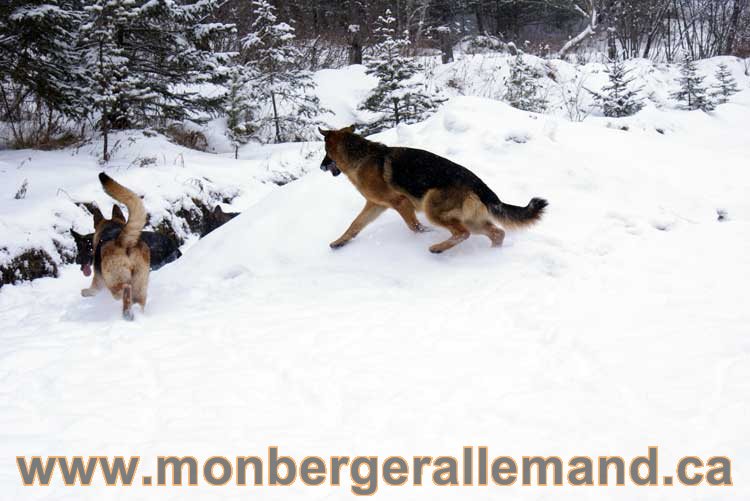 Chiots Berger Allemand a vendre regulierement - Québec, Canada , Montreal , gatineau sherbrooke, mirabel, lanaudière, laurentides, estrie et plus.