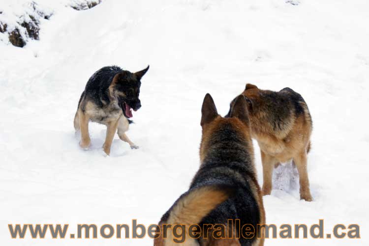 Chiots Berger Allemand a vendre regulierement - Québec, Canada , Montreal , gatineau sherbrooke, mirabel, lanaudière, laurentides, estrie et plus.