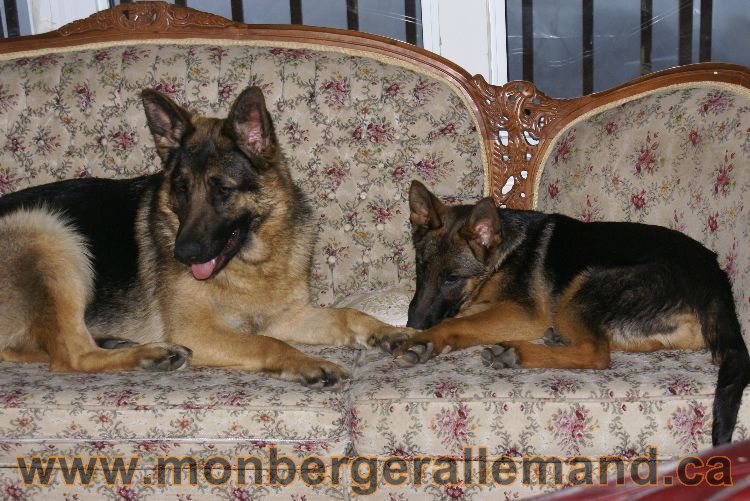 Berger allemand 2011 - Chiots et chien de grande lignées